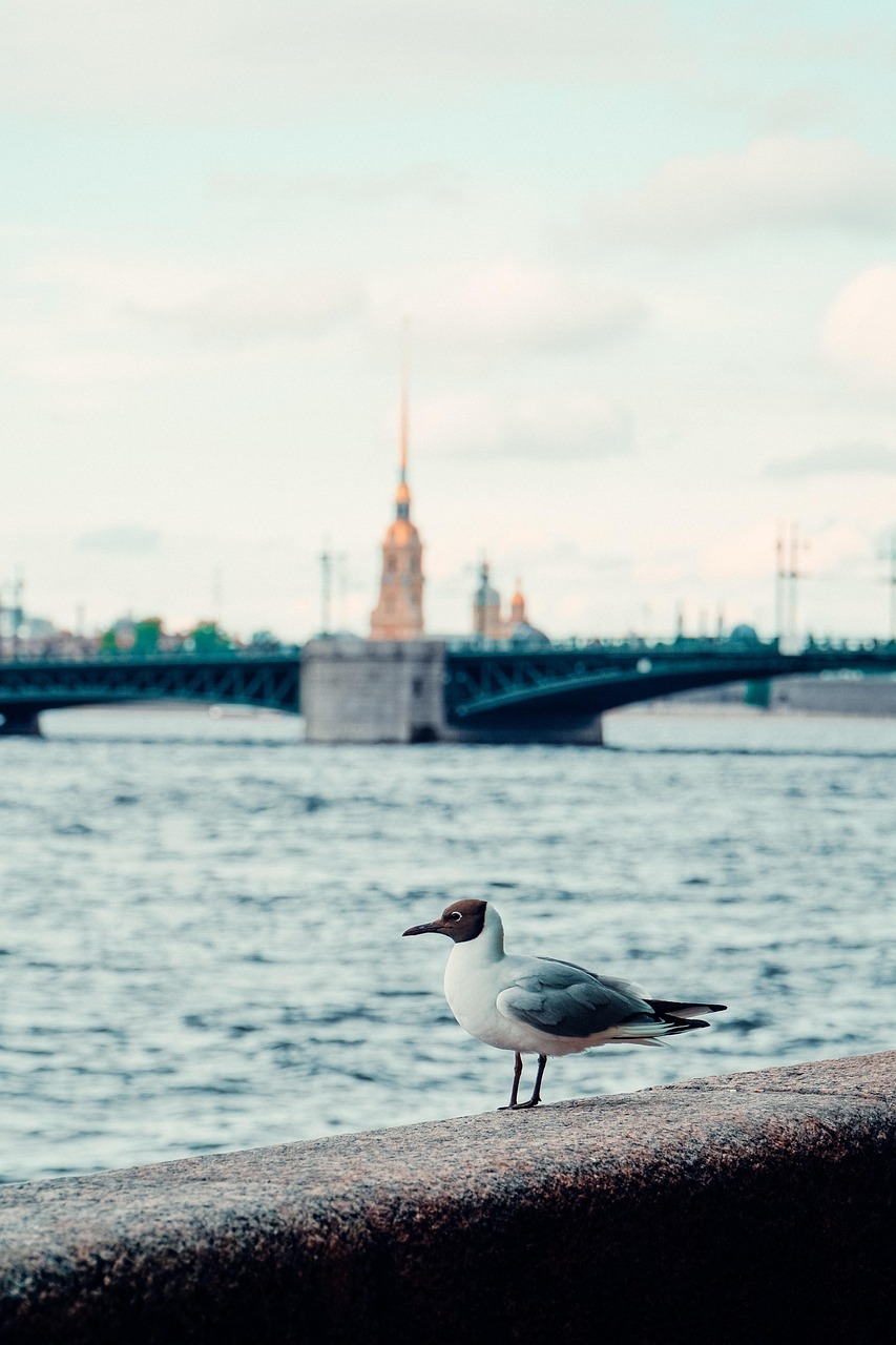 Чайка на фоне Невы и Петропавловской крепости